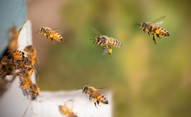 Comment attirer les insectes pollinisateurs dans votre jardin