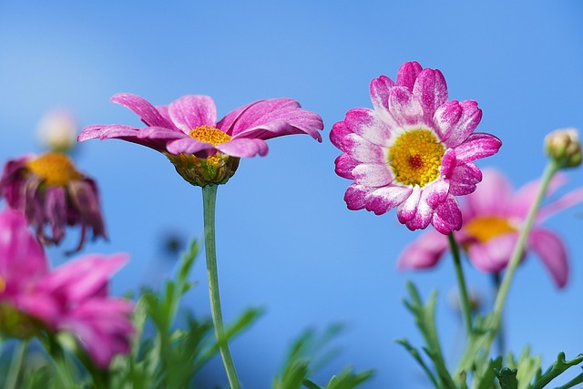 Top 5 des fleurs à planter au printemps pour un jardin coloré